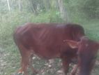 Jersey Cow