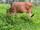 Jersey එළදෙන