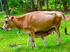 jersey friesian cow / ජර්සි පර්සියන්