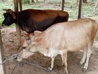 Jersey කිරි දෙන ගවයන් දෙදෙනෙක් – ගලේවෙල
