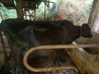 Jersey Milk Cow with calf (පැටියා)