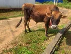 Jersey Cow