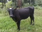 Jersey Prishiyan Cow