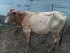 Jersey Sahiwal Cow
