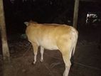 Jersey Saiwal Cow
