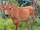 Jersy Bangali Cow