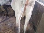 Jersey Cow