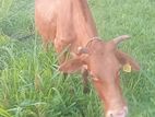 jersy saiwal mix female