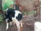 Jessy Cow for sale