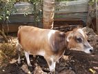 Jessy cow Male ( Nampan )