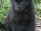 Jet Black Belgian Shepherd Puppies