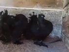 Jet Black Fantail Pigeon Breeding Pair