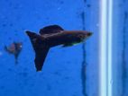 Jet Black Guppies