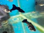 Jet Black Guppy