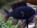 Jet Black Ramirezi Fish