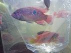Jewel cichlid
