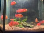 Jewel Cichlid Fry Fish