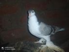Jipsan Pigeon