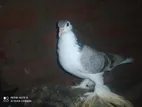 Jipsan Pigeon
