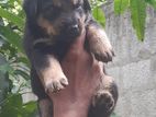 German Shepherd Puppy