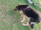German Shepherd Puppys