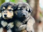 German Shepard Puppies