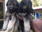 German Shepherd Puppy