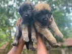 German Shepherd Puppy