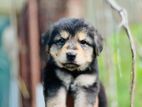 German Sheperd Puppy