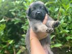 German Shepherd Puppies