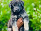 German Shepherd Puppy