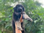German Shepherd Puppy