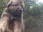 German Shepherd Puppy