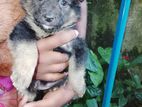 German Shepherd Puppies