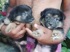 German Shepherd Puppies