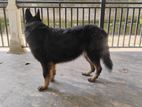 German Shepherd Dog
