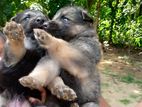 German Sheperd Puppies