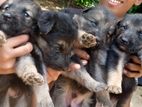 German Shepherd Puppy
