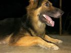 German Shepherd Dog