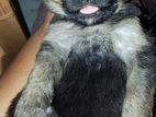German Shepherd Puppies