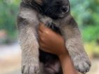 German Shepherd Puppies