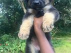Germen Shepered Puppies
