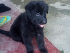 German Shepherd Puppies