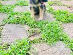 German Shepherd Puppy