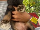 ජමන් ෂෙපඩ්