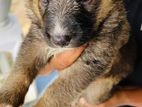 German Sheperd Puppies