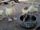 ஜம்போ வாத்து குஞ்சுகள்