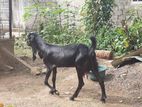 ජමුනා පාලි