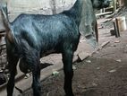 ජමුනා පාරි එළුවන් Jamunapari Goat