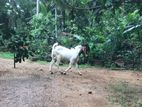 ජමුනා පාරි ඒළු